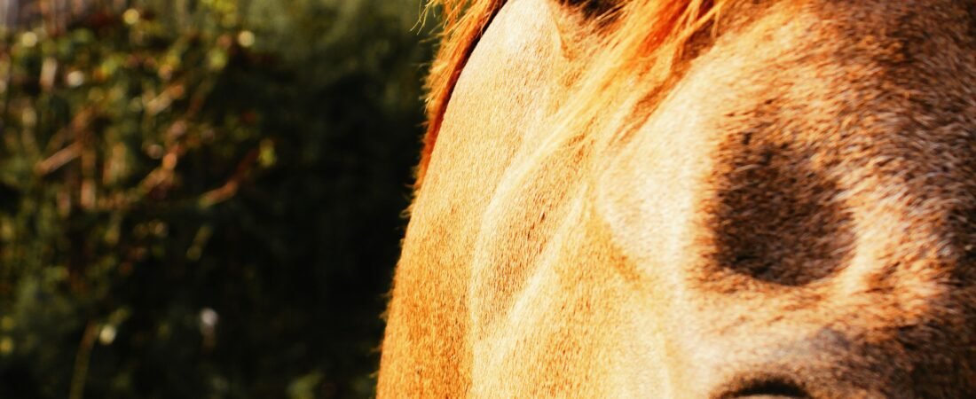 Encefalomielite Protozoária Equina (Bambeira)